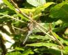 Orthetrum cancellatum